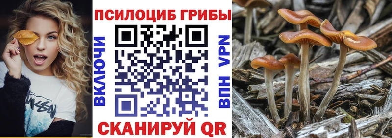 Галлюциногенные грибы Psilocybe  Бабаево 